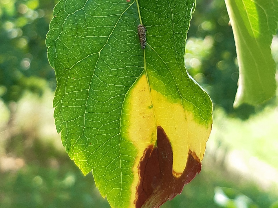 Bild Nr_ 4 Orientzikade_Typisches Befallsbild Blattspitze  (inkl_ Adulte)4zu3.jpg